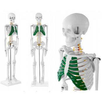 Модель-макет скелет людини 85 см