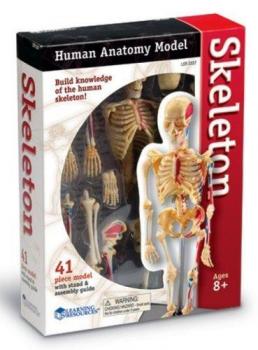 Демонстраційна модель «Скелет. Анатомія людини» Learning resources
