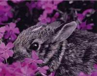 Набір для розпису по номерах VA-0449 "Кролик у квітах", розміром 40х50 см