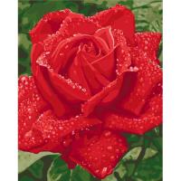 Картина по номерам - Ніжність троянди (КНО3045) 40*50