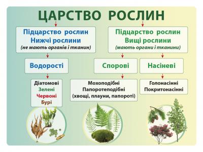 Плакат ламінований Царство рослин