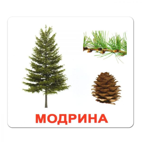 Набір карток Вундеркінд з Пелюшок Дерева 20 шт Ламінація