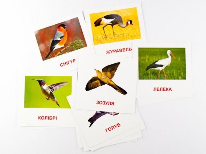 Картки міні Птахи (110х110 мм) Зірка 72753