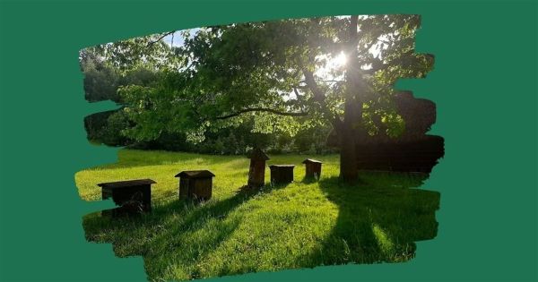 Будівельні блоки для горщиків для комах Комахи в горщиках (мікс)