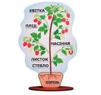 Модель рослини 300679